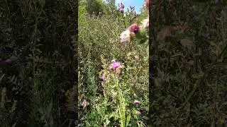 ✅ Пчела на поздних медоносах в августе!