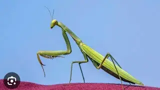 в эфире! PRAYING MANTIS EATS PAPER WASPS? NO? WHY? DO YOU LIKE FUNNY MANTISES? ENTOMOLOGY