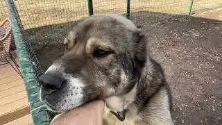 Кане Корсо за Разплод на Женски Алабай САО Овчарка