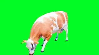 Cow Green Screen Video For Chroma Key [No Copyright] | Free Use (2021)