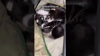 приймали роди на пепедку