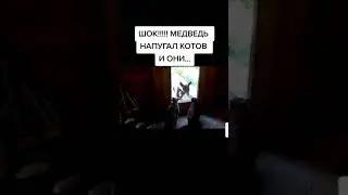 КОТЫ НАПУГАЛИ МЕДВЕДЯ