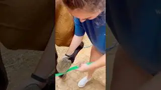 Beginner Vs Experienced Horse Owners! 🐴 #shorts #animals