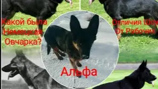 Немецкая овчарка|Шоу  и рабочее разведение|какую выбрать?