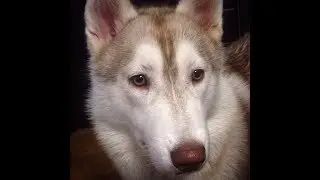 Викуся готовится к выставке