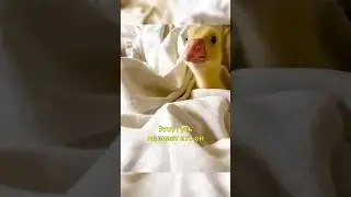 🪿Собака Приютила Гуся🐶