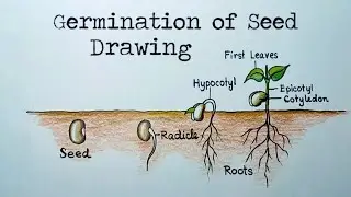 How to draw Seed germination easy way/ Stages Germination of seed drawing