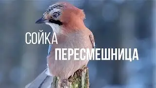 СОЙКА ПЕРЕСМЕШНИЦА || ЖИВАЯ ЗЕМЛЯ