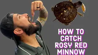 Eastern Box Turtle Catching Rosy Red Minnows