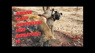 EŞLEŞMEK İSTEMEYEN DİŞİ KÖPEK NASIL EŞLEŞTİRİLİR