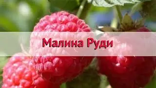 Малина обыкновенная Руди 🌿 Обзор: посадка и уход. саженцы малины Руди: описание и особенности