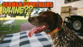 Do German Shorthaired Pointers Whine?