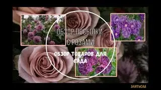 Обзор посылки с розами. Обзор товаров для сада.