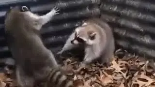 Енотная заварушка.