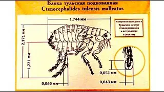 Как Левша Блоху Подковал? Миниатюры и Блоха Собачья под Микроскопом!