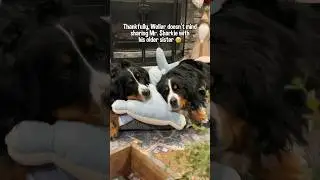 My Bernese Mountain Dogs Are Obsessed With a Giant Stuffed Toy I Bought Them 🦈 