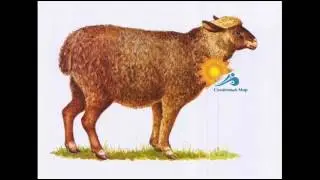 Таблицы Домашние животные  (400*594) 15 шт. - видео презентация.