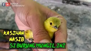 burung sirtu/cipoh yang malang