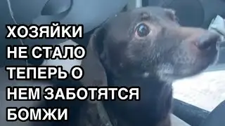 Спасение животных/ Кошечка Ириска обрела дом/ А вот такс Малыш остался один