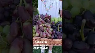 Виноград, садданці https://koveles.prom.ua