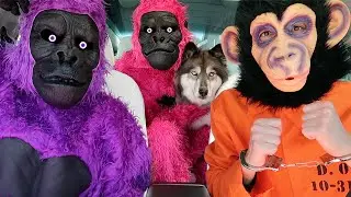 Kakoa's Favorite Stories with Funny Monkeys!