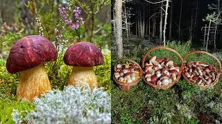 БОРОВИКИ КРАСАВЦЫ В СОСНОВОМ БОРУ! ТРИ КОРЗИНЫ БЕЛЫХ ГРИБОВ! БЕЛЫЕ ГРИБЫ 2021