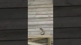 МУЖЧИНА СПАС КОТЁНКА, КОТОРЫЙ ОСТАЛСЯ НА УЛИЦЕ / ПРИЮТИЛ КОТА / man saved kitten