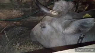 Отел слепой коровы. Трудности😥