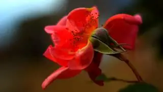 Слушать популярную песню и фото онлайн