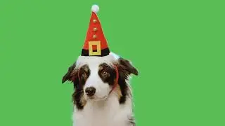 DOG on GREEN SCREEN 🐕 BEST COMPILATION 🐾 Free + Download Link