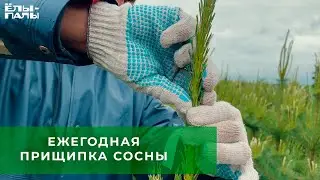 Секрет красоты сосны - ежегодная весенняя прищипка.