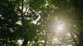[10 Hours] Wind through Summer Trees - Video & Soundscape [1080HD] SlowTV