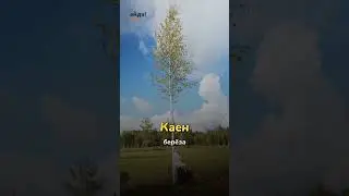 Названия 5 деревьев на татарском