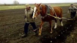 Сажаем картошку  лошадью и сохой. Как сажали наши деды и прадеды .