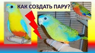 Как подобрать пару для попугая. Как познакомить птиц