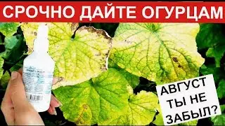СРОЧНО ОГУРЦАМ В АВГУСТЕ. Быстро спас огурцы от пожелтения! Простое средство для огурцов