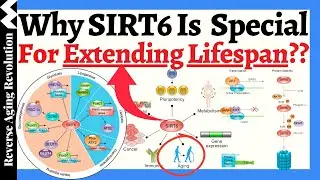 Why SIRT6 Is So Special for LONGEVITY?  How It's Different From Other Sirtuins?