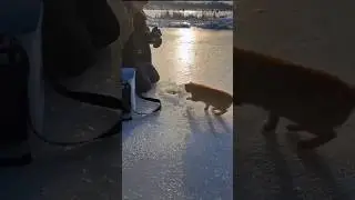 Кот 🐈 На Рыбалке!!!