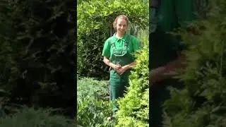 Уход за глицинией. Как заставить цвести глицинию?