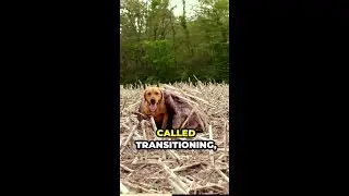 Transitioning from Yard to Field Training With Your Dog