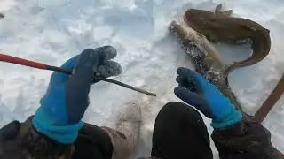 Как поймать налима зимой! 4к! Fishing burbot! 24.01.2024