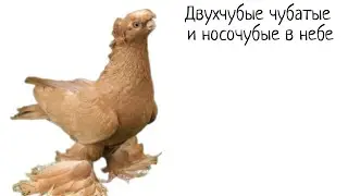 Двухчубые, носочубые и чубатые в небе. Утренний гон