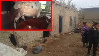 Куриб Ишонмайсиз Молхонада Яшайдиган Оила