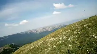 Гнездо жёлтротиков