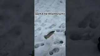 Щука на мормышку 2024 