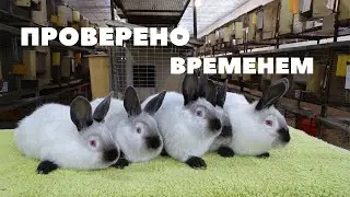 Что нам ожидать от калифорнийских крольчат шахтёриков