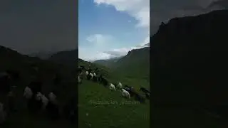 Селение Дунта🏔️ Стада яков 🐮 📸 @kasabiev_soslan 