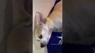 Чапа ленится, не хочет гулять