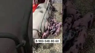 ‪@million_on_pigs‬