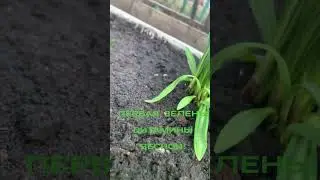 ПЕРВАЯ ЗЕЛЕНЬ🌿 ВИТАМИНЫ НА ГРЯДКЕ! 